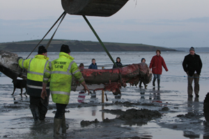 Fin whale's Jawbones being removed off site 18/01/09 © Pádraig Whooley, IWDG